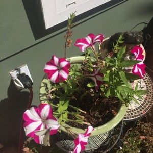 Meet your Posher, Cory